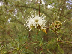 Kunzea ambigua
