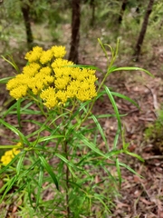 Cassinia aureonitens