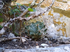 Ferocactus glaucescens