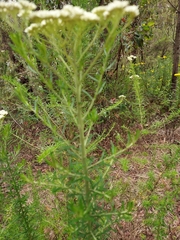 Cassinia longifolia