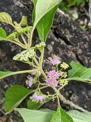 Callicarpa candicans