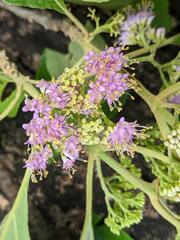 Callicarpa candicans