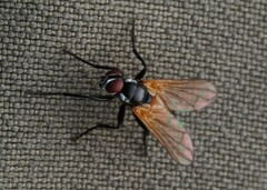 Huttonobesseria verecunda