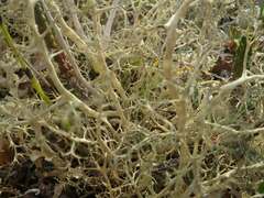 Alectoria ochroleuca