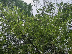 Callicarpa candicans
