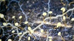 Physarum viride