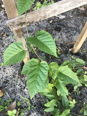 Jacquemontia pentanthos