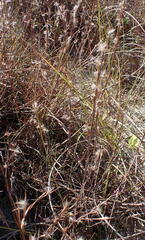 Schizachyrium littorale