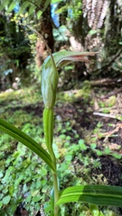 Pterostylis irsoniana