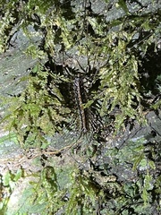 Scutigeromorpha