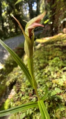 Pterostylis irsoniana