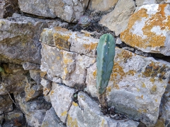 Myrtillocactus geometrizans