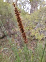 Carex appressa