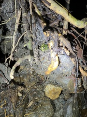 Serranobatrachus carmelitae