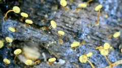 Physarum viride