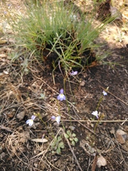 Lobelia erinus