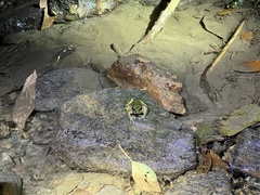 Serranobatrachus carmelitae