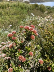 Ozothamnus alpinus