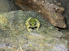 Serranobatrachus carmelitae