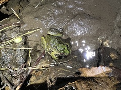 Serranobatrachus carmelitae