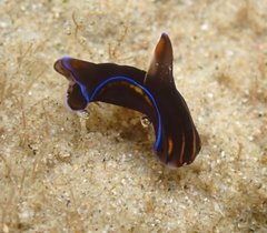 Philinopsis speciosa