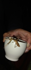 Mantodea