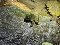 Serranobatrachus carmelitae