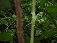 Chloroceryle amazona