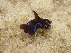 Philinopsis speciosa