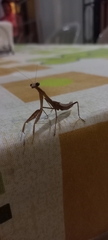 Mantodea