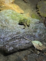 Serranobatrachus carmelitae