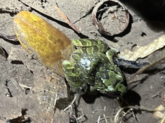 Serranobatrachus carmelitae