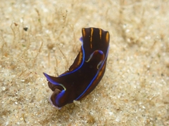 Philinopsis speciosa