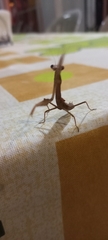 Mantodea