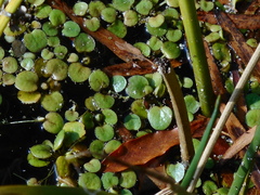 Limnobium laevigatum