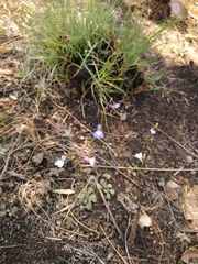 Lobelia erinus