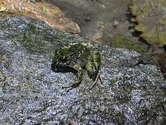 Serranobatrachus carmelitae