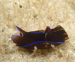 Philinopsis speciosa