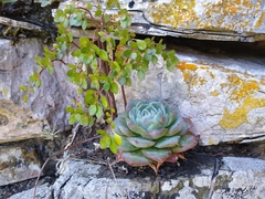 Echeveria secunda