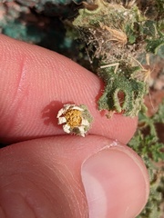 Perityle crassifolia