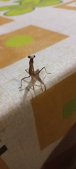 Mantodea