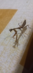 Mantodea