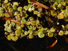 Limnobium laevigatum