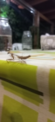 Mantodea