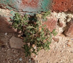 Perityle crassifolia