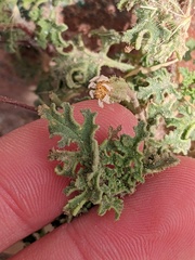 Perityle crassifolia