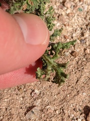 Perityle crassifolia