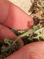 Perityle crassifolia