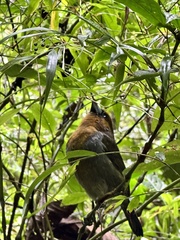 Semnornis frantzii