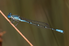 Austroagrion cyane